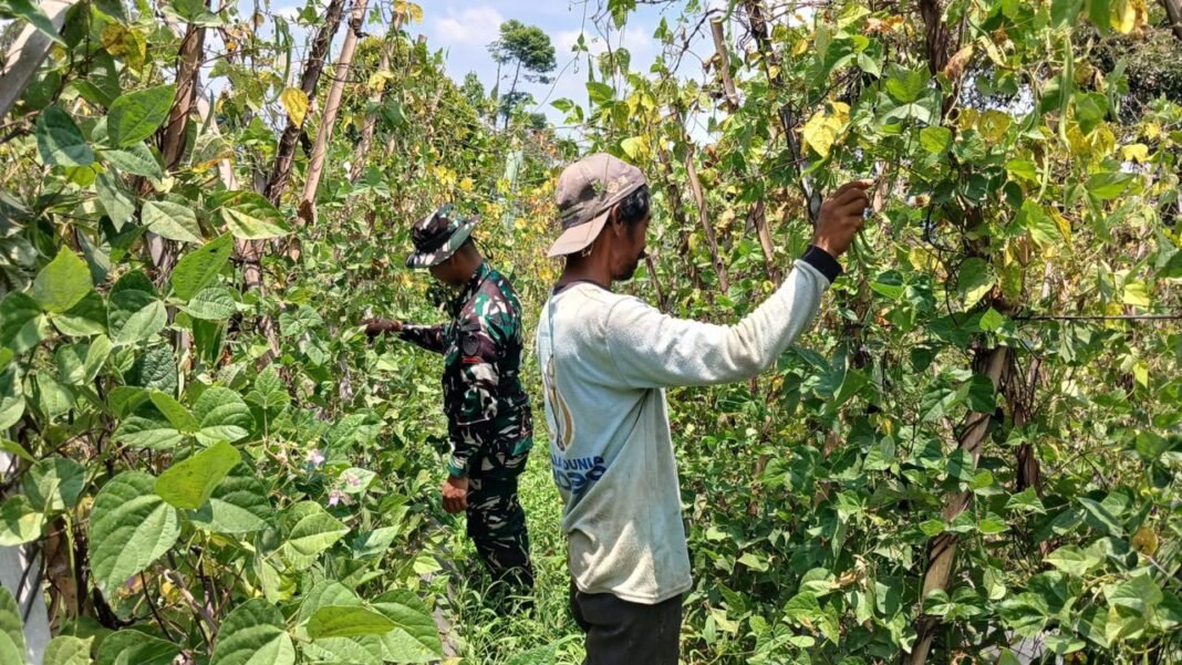 Satgas TMMD ke-130 Bantu Petani Rawat Tanaman Sayuran di Cupunagara Satgas TMMD ke-130 Bantu Petani Rawat Tanaman Sayuran di Cupunagara